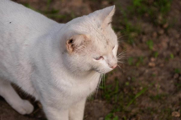 What are the most popular sports in the UK today?